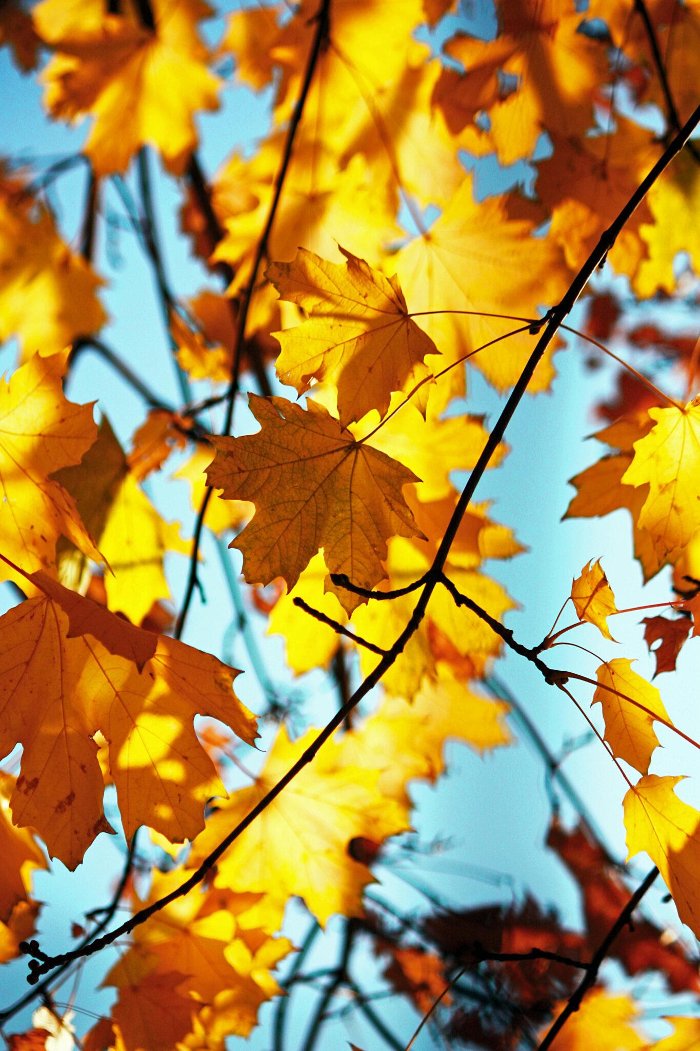 Bright autumn leaves on branches with a clear blue sky background, representing the launch of child and teen autism and ADHD evaluations in Fall 2025.