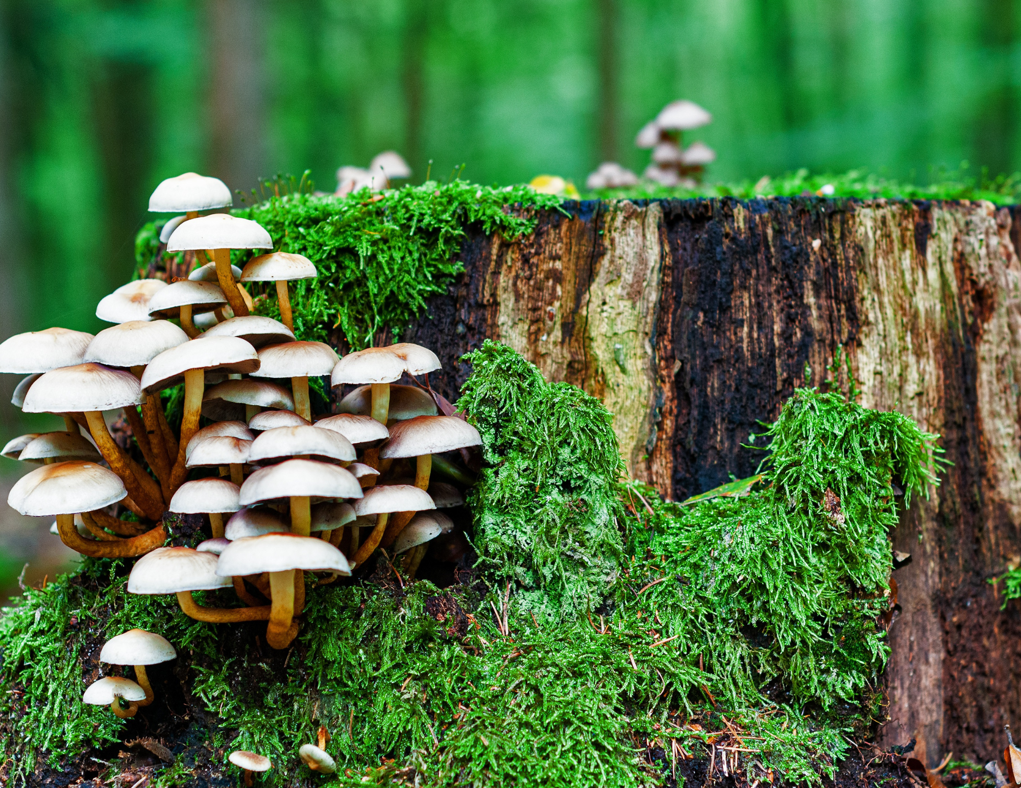 Cluster of mushrooms growing in a forest, symbolizing the nonlinear, resilient, and interconnected experiences of late-identified autistic and ADHD adults.