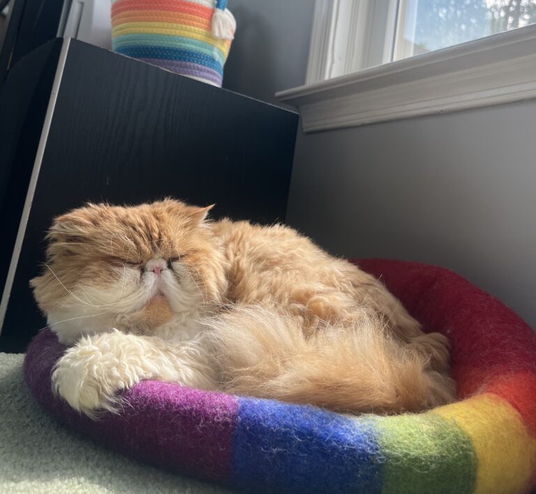 Benji, a fluffy orange and white Persian cat and Side Quest Psychotherapy’s Resident Co-Regulator, is curled up and peacefully napping in a round, rainbow-colored felted bed by a sunlit window.