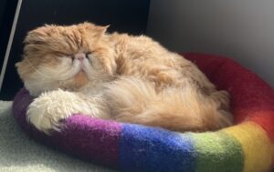 Benji, a fluffy orange and white Persian cat and Side Quest Psychotherapy’s Resident Co-Regulator, is curled up and peacefully napping in a round, rainbow-colored felted bed by a sunlit window.