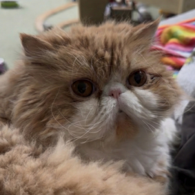 A close-up of a fluffy, orange and white Persian cat—the 'resident co-regulator' of Side Quest Psychotherapy—resting calmly with a soft, attentive expression